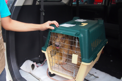 El grupo lleva a todos los animales que rescata al veterinario