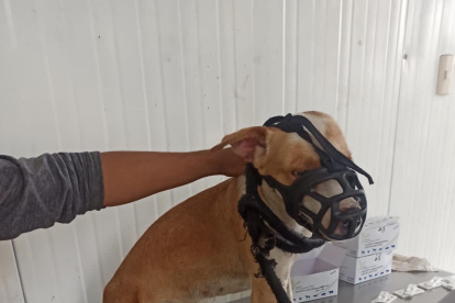 Acción. Los perros fueron rescatados por la dirección de Bienestar Animal.