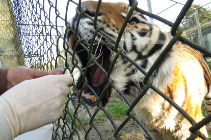 Fotografía cedida por la Universidad de Paraná que muestra a una persona mientras toma muestras a un tigre. EFE/ Alexánder Biondo Universidade De Paraná