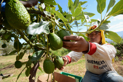 TRABAJADOR AGRÍCOLA MIENTRAS COSECHA AGUACATES DESDE SEMBRÍO DE HACIENDA EN LA PROVINCIA DE PICHINCHA.
Productores de aguacate en una hacienda en Perucho nos muestran cómo se produce este fruto y los cuidados que se debe tener. Quito, 08 de Junio de 2018. Agencia (ag-extra ag-expreso-ag-quito).