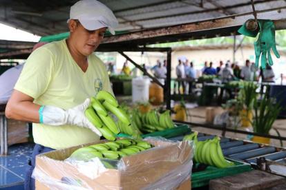 Los controles a la calidad de la fruta solo se aplicarán dentro de las fincas.