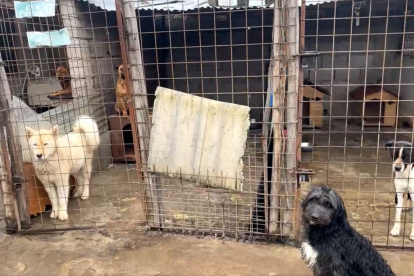 Hecho. Se denunció que algunas casas de las mascotas fueron dañadas durante el proceso de desalojo.