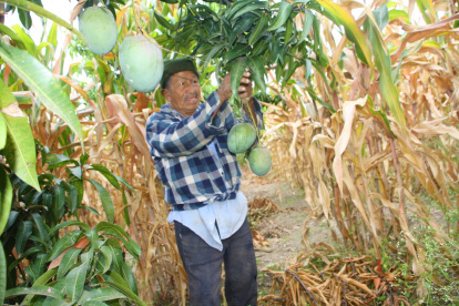 El mango se ha constituido en un producto importante para los agricultores de la Península.