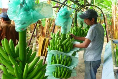 Hacienda.- El trabajo que se realiza en una bananera.