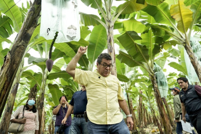 Finca.- El viceministro de Agricultura y Ganadería, Eduardo Izaguirre, en las inspecciones a las bananeras.
