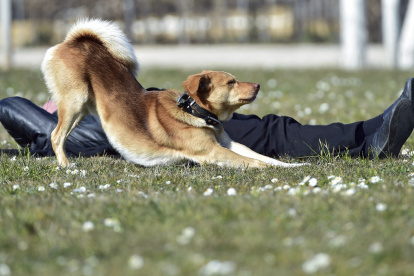 En la imagen de archivo, un perro se estira junto a su dueño mientras disfrutan del soleado día en un prado de Fráncfort del Meno (Alemania).