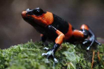 Fotografía de una rana Oophaga lehmanni tras ser liberada en el Pacífico colombiano, el 9 de junio de 2022, en Dagua, departamento del Valle del Cauca (Colombia).