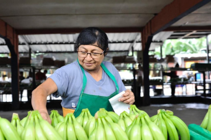Hacienda.- Una trabajadora agrícola en una bananera de la provincia de El Oro.