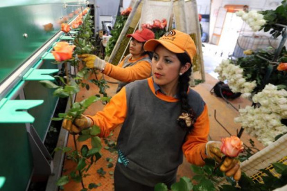 Uno de los sectores que más temen las paralizaciones es el florícola, por el cierre de vías.