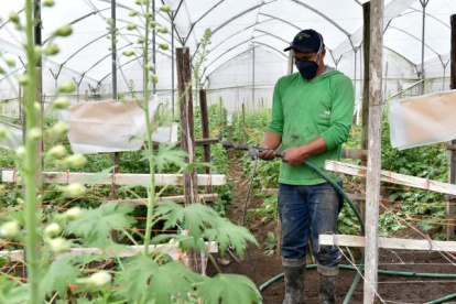 Las florícolas han tenido problemas en su cadena de suministros por las movilizaciones.