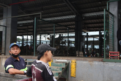 Desabasto y especulación de precios en el mercado de transferencia de víveres de Montebello