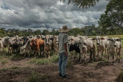 Presencia. Un hombre pastorea ganado en un terreno cerca a Iñapari, en el departamento de Madre de Dios.