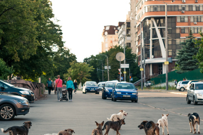 Señales. Los perros y gatos sueltos son un problema en distintas ciudades, en especial en las que no ejecutan control.