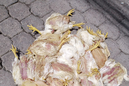 Situación.- Aves mueren en los camiones que están en fila tratando de llegar a mercados.