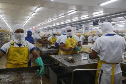 TRABAJADORES EN LA PLANTA PROCESADORA DE PESCADO PARA EXPORTACIÓN |