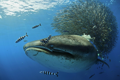 Qué atrae al pez más grande del mundo a las islas Azores? La extraña migración del tiburón ballena, que llega a estas aguas del Atlántico arropado por toneladas de atunes, es el misterio que centra el documental "A Ilha dos Gigantes"