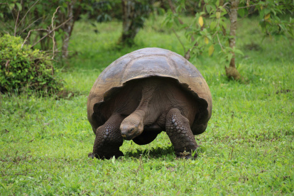Fotografía de una tortuga gigante el 13 de noviembre de 2021 en la isla de Santa Cruz, en el archipiélago de Galápagos (Ecuador).
