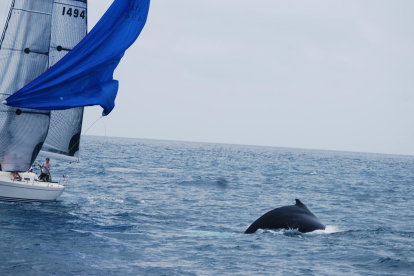 Inicio. Desde el fin de semana, las ballenas comenzaron a llegar a las costas de la península de Santa Elena, donde se las puede observar más de cerca.