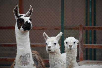 En la imagen de archivo, una llama llamada (i), en compañía de dos alpacas.