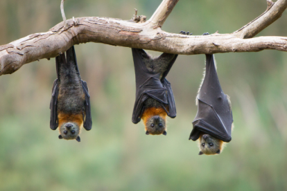 Se sospecha que el pangolín pudo ser la especie puente entre el murciélago y el humano, en la transmisión del Sars Cov2.