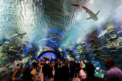 Decenas de personas en el Acuario de Nueva York, en Brooklyn,.en una fotografía de archivo.