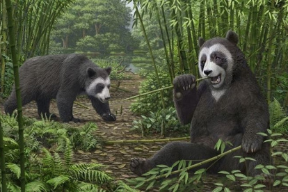 Una reconstrucción artística de Ailurarctos de Shuitangba