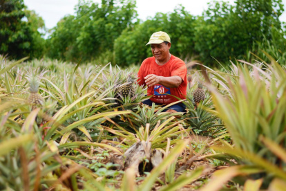 Cultivo. Un agricultor trabaja en una siembra de piñas en una finca.