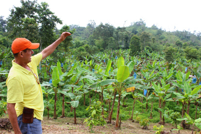 Hacienda Un cultivo de plátano en la provincia de Esmeraldas.