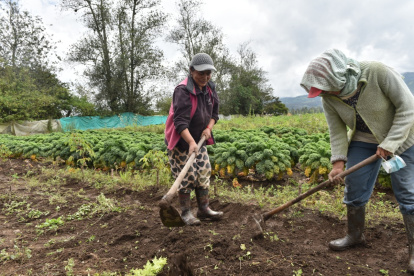 Situación. El mayor problema en compra y venta que enfrentan los pequeños agricultores son los intermediarios