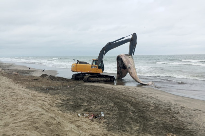 El cetáceo estaba en avanzado estado de descomposición.