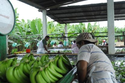 Labor. Trabajadores alistan los bananos antes de ponerlos en cajas para llevarlos al puerto para exportarlos.