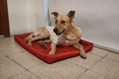 River fue adoptado por la familia de Salinas tras ser rescatado, en Puná.