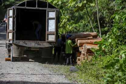 Trabajadores cargan un camión con troncos de balsa, en Río Villano, provincia de Pastaza (Ecuador), en una fotografía de archivo.