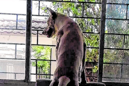 El can fue adoptado en 2019, tras ser rescatado en una zona del Golfo, en pandemia.