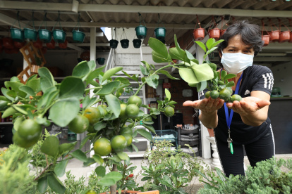 LOS NEGOCIOS DE LOS HUERTOS HAN INCREMENTADO POR EL PARO QUE VIVIVO EL PAIS AL NO TENER VIVERES AMA DE CASA HACEN SU PROPIO HUERTOS COMO TOMATES, LIMON, PIMIENTO Y ALGUNOS MAS 6 DE JLUIO DEL 2022  GUAYAQUIL-ECUADOR