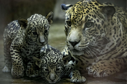 Fotografía de dos crías de jaguar junto a su madre, hoy, en el Zoo Nicaragua, en Managua (Nicaragua).