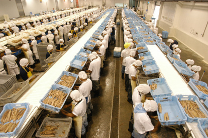 Ecuador tiene más de 20 Plantas Procesadoras de Atún con un nivel de procesamiento entre 550 y 600 mil toneladas anuales.