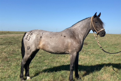 Fotografía cedida hoy por la estancia La Invernada que muestra a la yegua mora criolla "Murta", en el campo de dicho establecimiento en el departamento de Cerro Largo (Uruguay).
