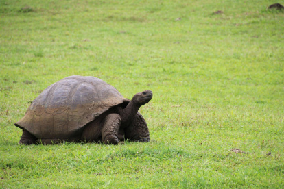 Foto de archivo de una tortuga en el archipiélago de Galápagos (Ecuador).
