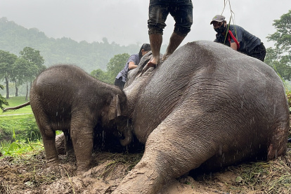 Un bebé elefante y su madre fueron rescatados este miércoles en los alrededores del Parque Nacional de Khao Yai de Tailandia tras desplomarse por una zanja de dos metros de profundidad.