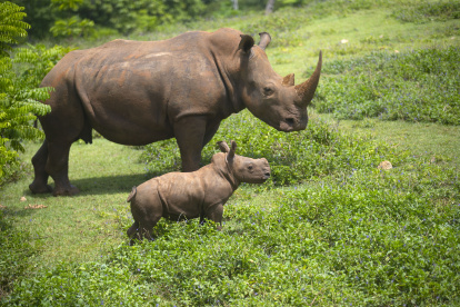 El rinoceronte bebé Ale y su madre caminan por la "pradera africana" del Zoológico Nacional, hoy, en La Habana (Cuba).