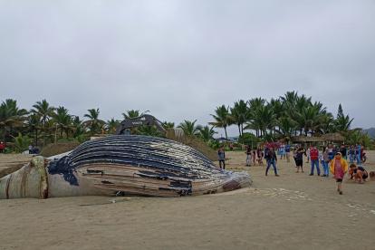 Turistas y pobladores se acercaban a ver al animal muerto.