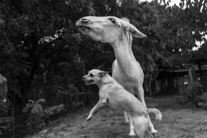 Albergue, Blanco y Catalina fueron rescatados de un basurero donde padecían hambre.