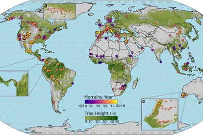 En la imagen, la distribución global de los eventos de mortalidad registrados en bosques de todo el mundo. Imagen cedida por la Universidad Politécnica de Madrid (UPM)