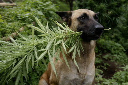 Fotografía de archivo del 20 de noviembre de 2013 de un perro sosteniendo una planta de cannabis en Sabaneta (Colombia).