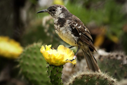 Parque Nacional Galápagos que muestra una cucuve de Galápagos. Científicos del archipiélago ecuatoriano de Galápagos buscan reintroducir varias especies extinguidas en la Isla Floreana, en el corazón de la formación insular, con el fin de restaurar las redes ecológicas y evitar la desaparición de otros animales endémicos