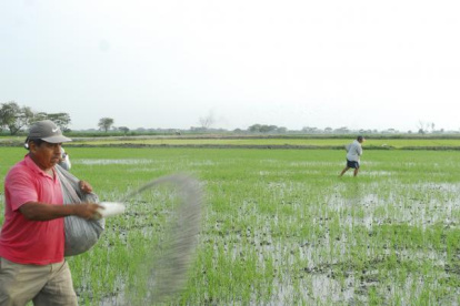 AGRICULTORES RECORRIENDO EL SEMBRÍO DE ARROZ |