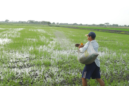 Arroz. Aún se evalúa la entrega de sacos por tipo de cultivos. En este sector podrían recibir entre uno y dos, por hectárea.