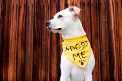 La adopción es la mejor opción a la hora de decidir tener una mascota.