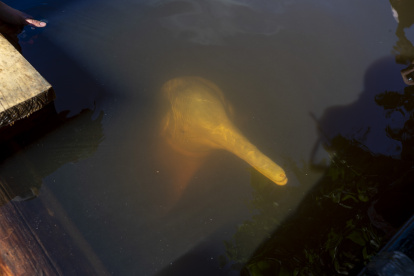 Un delfín rosado del Amazonas es visto el 29 de mayo de 2022 en el Parque Nacional Yasuní (Ecuador).